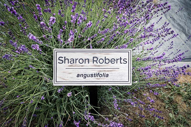 Visiting Lavender Connection Sequim with Toddler